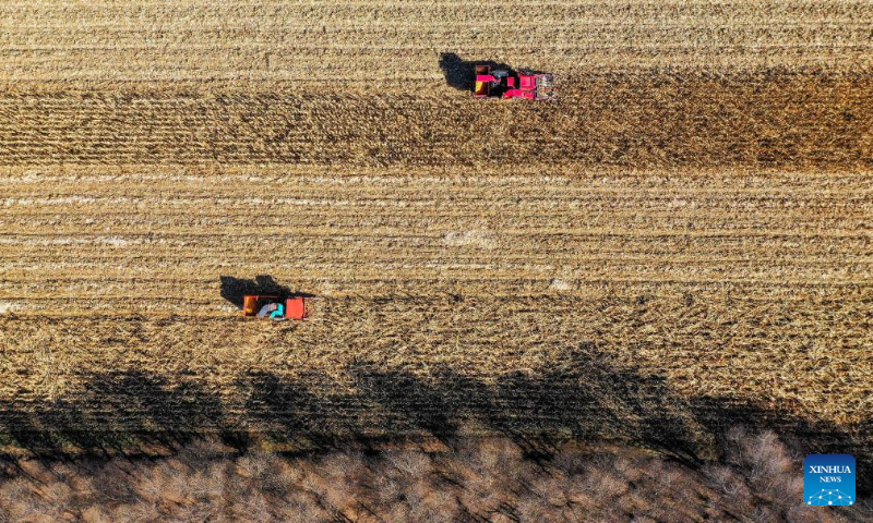 This aerial photo shows farmers harvesting corn in Naiman Banner of Tongliao City, north China's Inner Mongolia Autonomous Region, Oct. 18, 2022. (Xinhua/Lian Zhen)