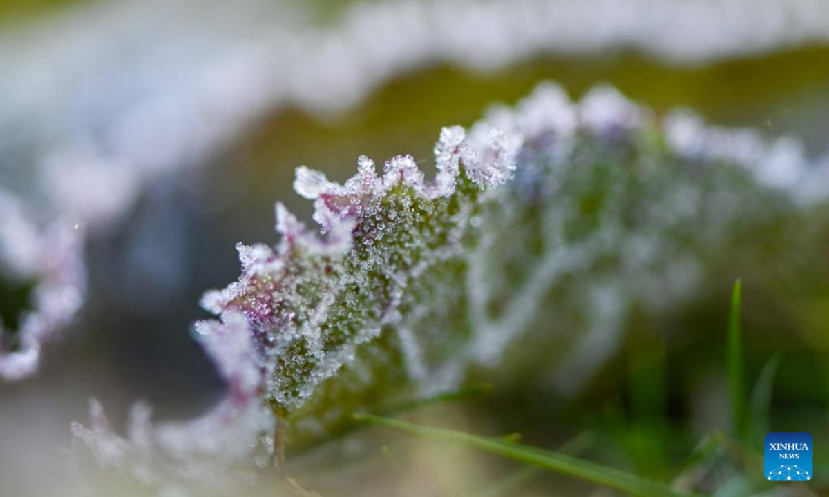 This photo taken on Oct 18, 2022 shows frost on a plant at a forest park in Qingzhou City of east China's Shandong Province. First Frost, also known as Shuangjiang, is one of the 24 solar terms of the Chinese lunar calendar and will fall on Oct 23 this year. Photo:Xinhua