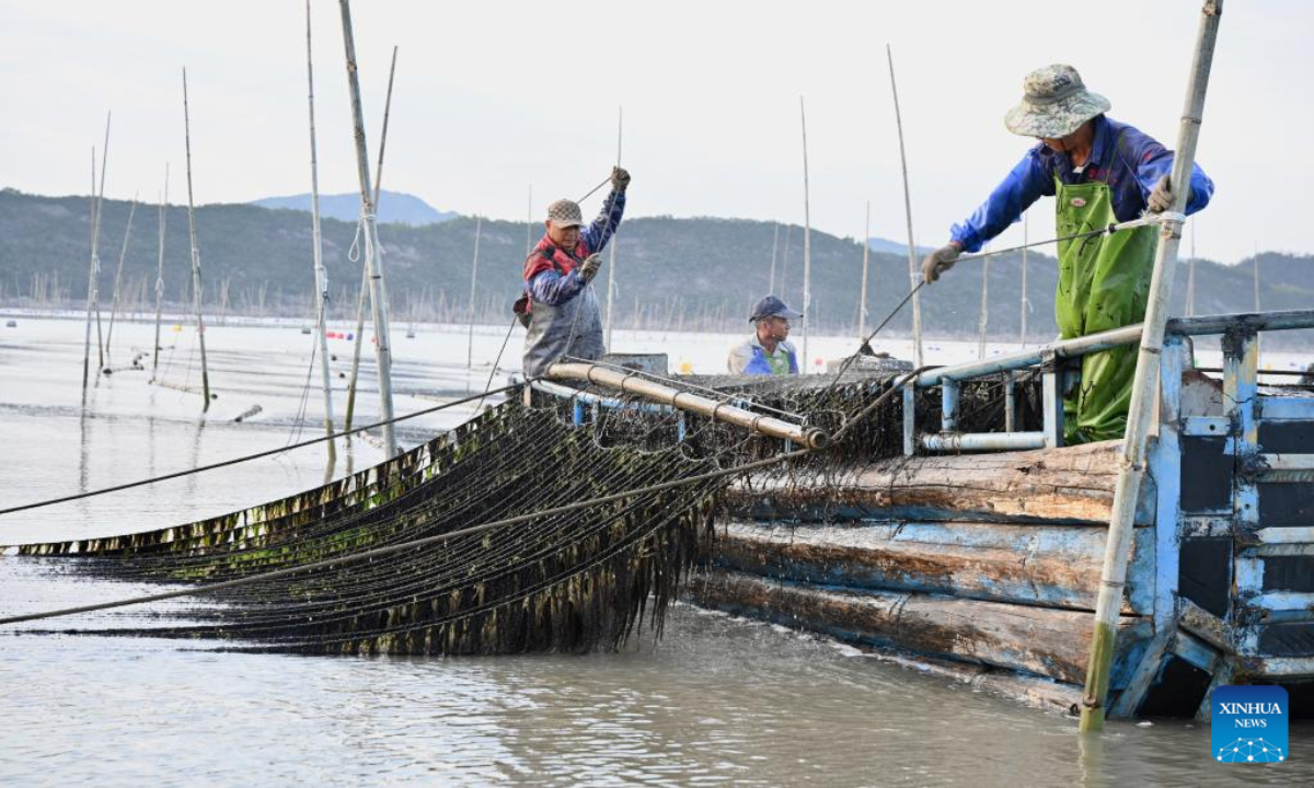 Fishers harvest laver at Shatangjie Village, Songshan Sub-district, Xiapu County of southeast China's Fujian Province, on Oct 21, 2022. Photo:Xinhua