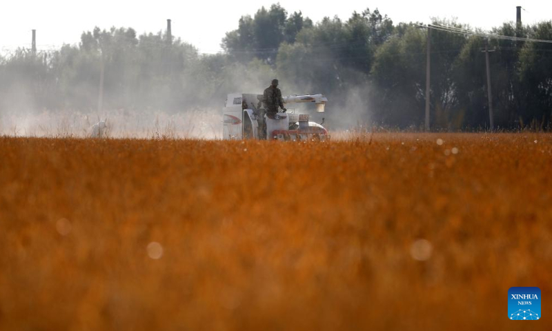 A villager riding a reaper harvests paddy rice in Shahezhan Village, Sujiatun District of Shenyang, northeast China's Liaoning Province, Oct. 19, 2022. (Xinhua/Yao Jianfeng)