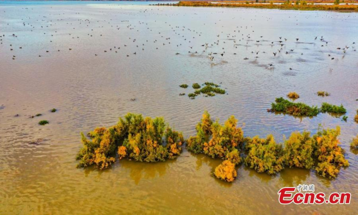 A wetland in Hutubi County, Changji Hui Autonomous Prefecture, northwest China’s Xinjiang Uyghur Autonomous Region. Grass, lakes, and birds coexist in the wetland, presenting an oil painting-like scenery. Photo: China News Service