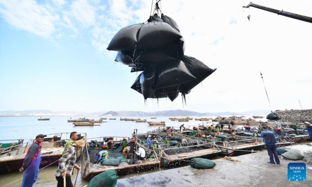 Staff members lift newly harvested laver at a port of Shatangjie Village, Songshan Sub-district, Xiapu County of southeast China's Fujian Province, Oct 21, 2022. Photo:Xinhua