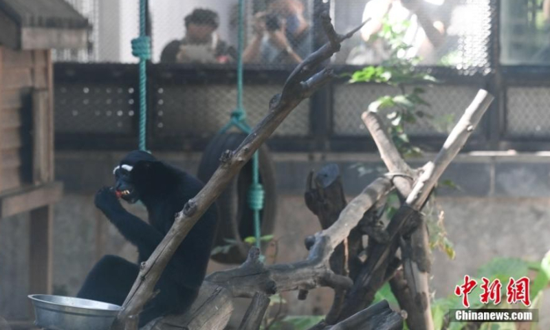 A gibbon enjoys fruits at the Guangzhou Zoo in south China's Guangdong Province, Oct. 22, 2022. Some activities were held to welcome the upcoming International Gibbon Day, which will fall on Oct. 24, 2022. Photo: China News Service