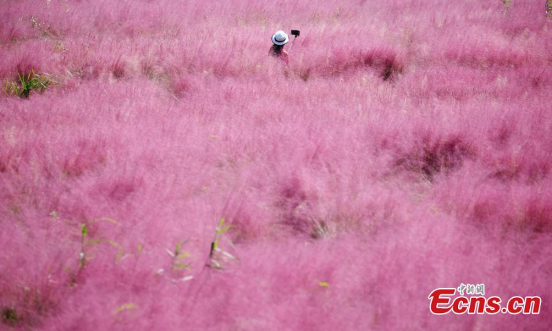 Visitors pose for photos at a field of pink muhly grass at Sanqiao wetland park in Nanjing, east China's Jiangsu Province, Oct. 18, 2022. (Photo: China News Service/Yang Bo)