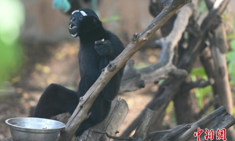 A gibbon enjoys fruits at the Guangzhou Zoo in south China's Guangdong Province, Oct. 22, 2022. Some activities were held to welcome the upcoming International Gibbon Day, which will fall on Oct. 24, 2022. Photo: China News Service