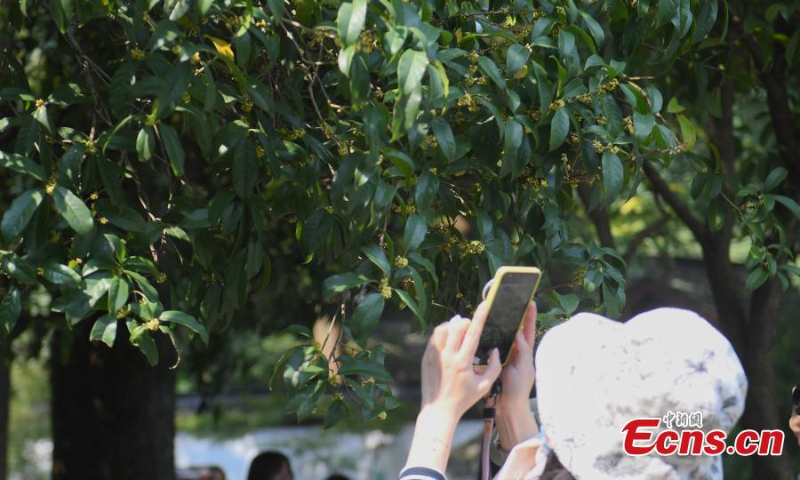 Sweet Osmanthus flowers are in full bloom at Sweet Osmanthus Rain, one of the 