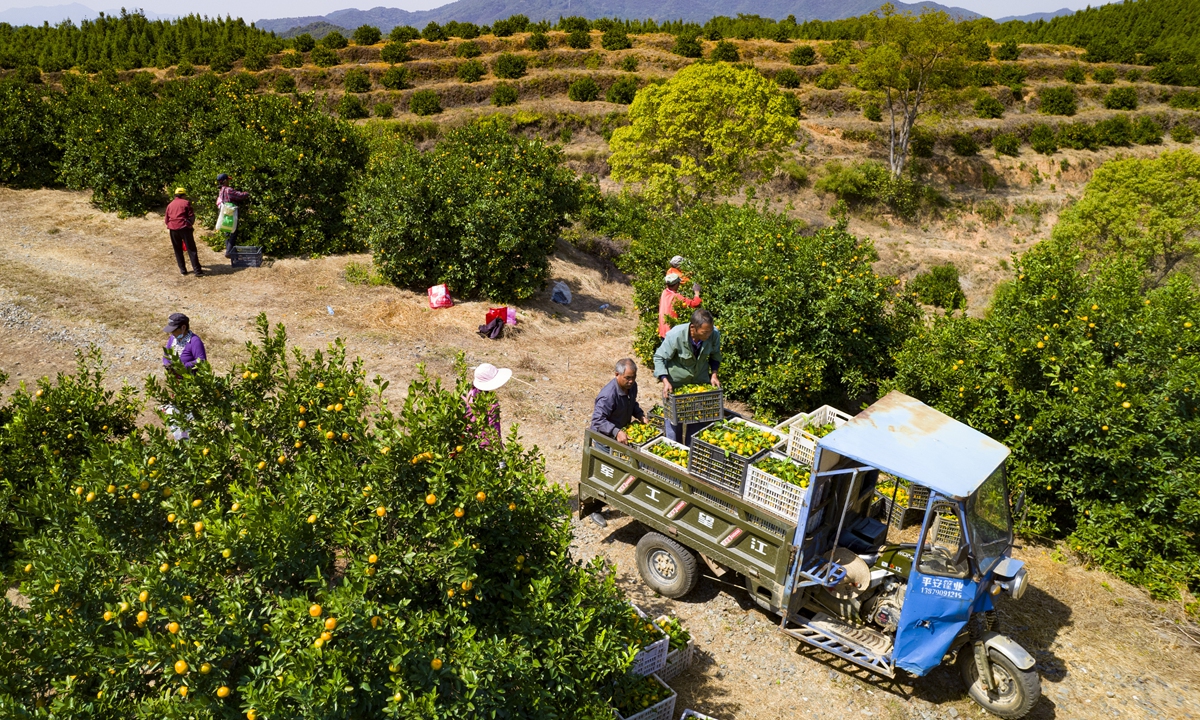 Orchard farmers in a village in East China's Jiangxi Province load newly harvested tangerines onto a tractor on October 18, 2022 as the products head to Southeast Asian markets. In the first eight months of the year, China exported $4.04 billion worth of fruit. Photo: cnsphoto