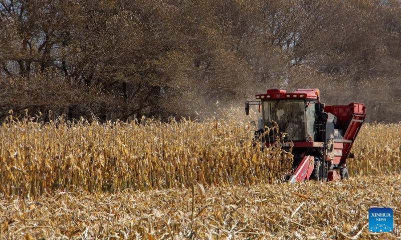 A farmer harvests corn in Naiman Banner of Tongliao City, north China's Inner Mongolia Autonomous Region, Oct. 18, 2022.Photo:Xinhua