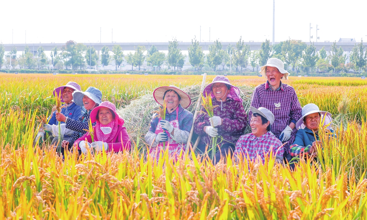 Farmers are busy harvesting experimental rice in a local institute of agricultural sciences in Yangzhou, East China's Jiangsu Province on October 20, 2022 as the vast field of experimental rice enters the ripening season. Photo: IC