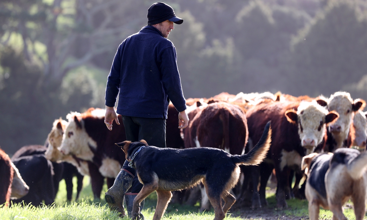 A farmer moves a herd of Hereford bulls on his farm in the Kaipara Hills in Auckland, New Zealand. Photo: AFP