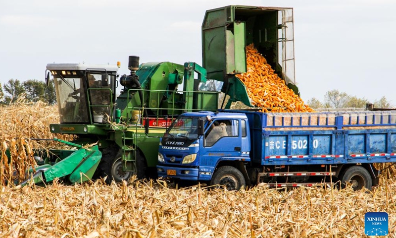 Farmers harvest corn in Horqin Left Wing Middle Banner of Tongliao City, north China's Inner Mongolia Autonomous Region, Oct. 17, 2022.Photo:Xinhua