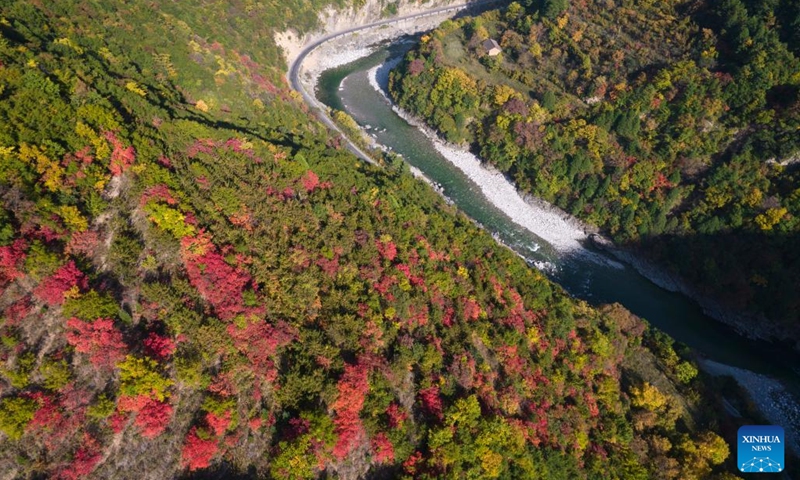 This aerial photo taken on Oct. 18, 2022 shows the autumn scenery of Qinling Mountains in Zhouzhi County, northwest China's Shaanxi Province. In recent years, Shaanxi has made great efforts in ecological restoration and protection of Qinling Mountains, with the population of protected animals like crested ibises growing and ecotourism as well as other green industries booming.(Photo: Xinhua)