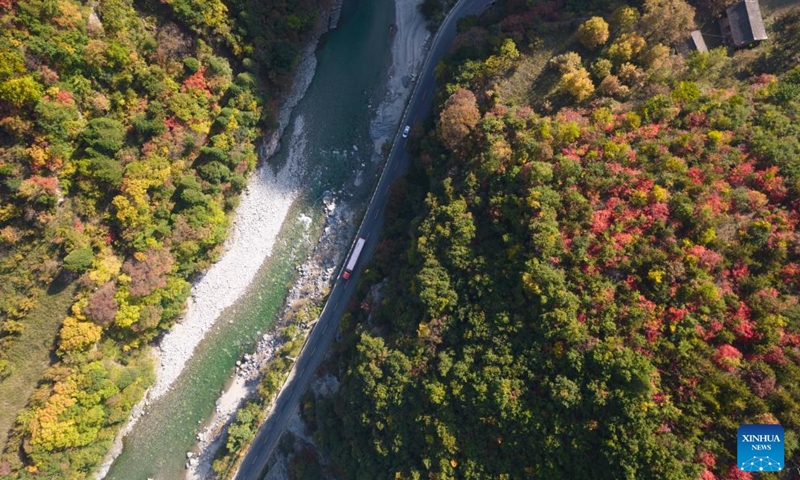 This aerial photo taken on Oct. 18, 2022 shows the autumn scenery of Qinling Mountains in Zhouzhi County, northwest China's Shaanxi Province. In recent years, Shaanxi has made great efforts in ecological restoration and protection of Qinling Mountains, with the population of protected animals like crested ibises growing and ecotourism as well as other green industries booming. (Photo: Xinhua)