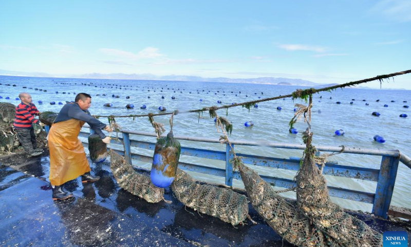 Fishermen harvest oysters in the sea of Sansha Township in Xiapu County, southeast China's Fujian Province, Oct. 22, 2022. Photo: Xinhua