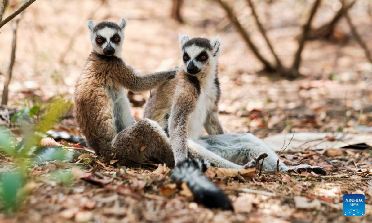 Lemurs are seen near Antananarivo, Madagascar, Oct 21, 2022. Many species of lemurs are listed on the International Union for Conservation of Nature (IUCN) Red List of Threatened Species and are in danger of extinction due to habitat destruction and illegal hunting in recent years. Photo:Xinhua