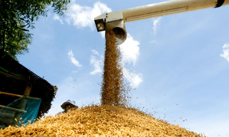 A combine harvester unloads newly-collected rice grains in a field on the outskirts of Yangon, Myanmar, Oct. 29, 2022. Photo：Xinhua