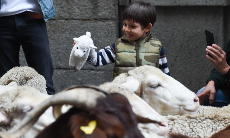 A kid watches sheep and goats walking through a street during the Transhumance Festival in Madrid, Spain, Oct. 23, 2022. The festival originated from the transhumance practice, in which shepherds in winter drove their cattle and sheep from the mountains to the warm meadows to ensure feeding of their animals. Photo: Xinhua