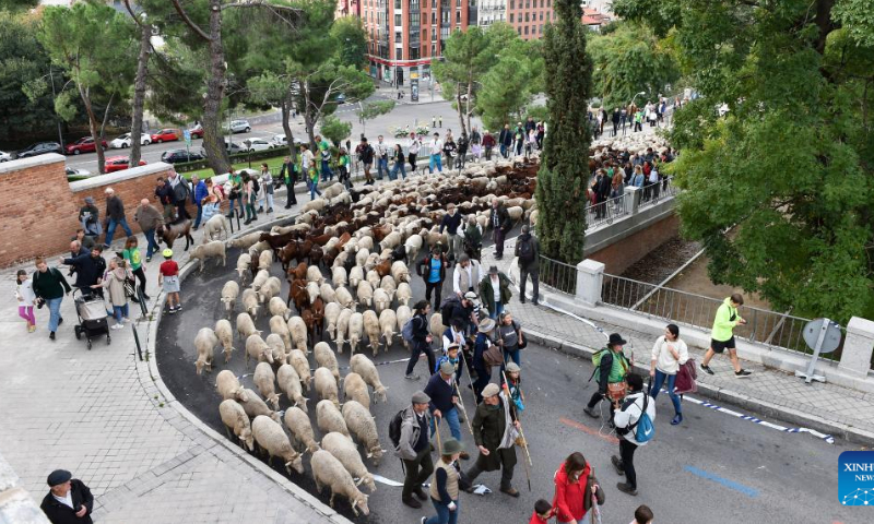 Sheep and goats walk through a street during the Transhumance Festival in Madrid, Spain, Oct. 23, 2022. The festival originated from the transhumance practice, in which shepherds in winter drove their cattle and sheep from the mountains to the warm meadows to ensure feeding of their animals. Photo: Xinhua