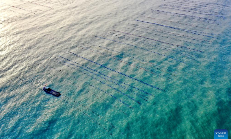 This aerial photo shows fishermen harvesting oysters in the sea of Sansha Township in Xiapu County, southeast China's Fujian Province, Oct. 22, 2022. Photo: Xinhua