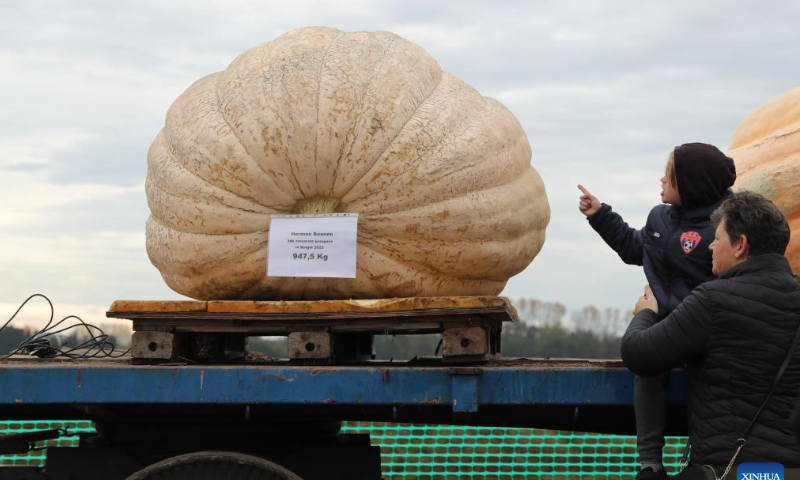 People watch pumpkins in the village of Lichtaart of Kasterlee, Belgium, Oct. 23, 2022. The 13th edition of pumpkin regatta is a kayaking competition in Belgium, attracting participants to sit and compete in large hollow-out pumpkins. According to local organizers, the weight of each pumpkin that was made into a boat could reach hundreds of kilograms. Photo: Xinhua