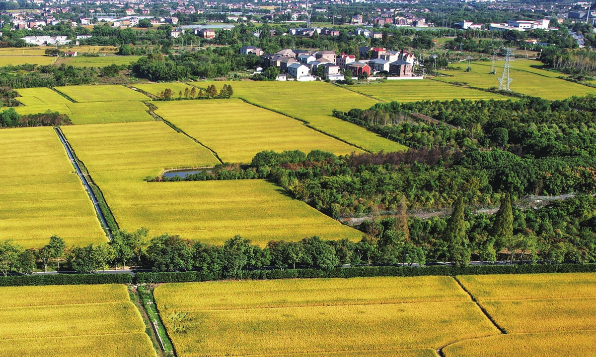 An aerial view shows the golden rice fields ready to be harvested at the new farm lands of the Archaeological Ruins of Liangzhu City in Hangzhou, East China's Zhejiang Province on October 24, 2022. Photo: IC