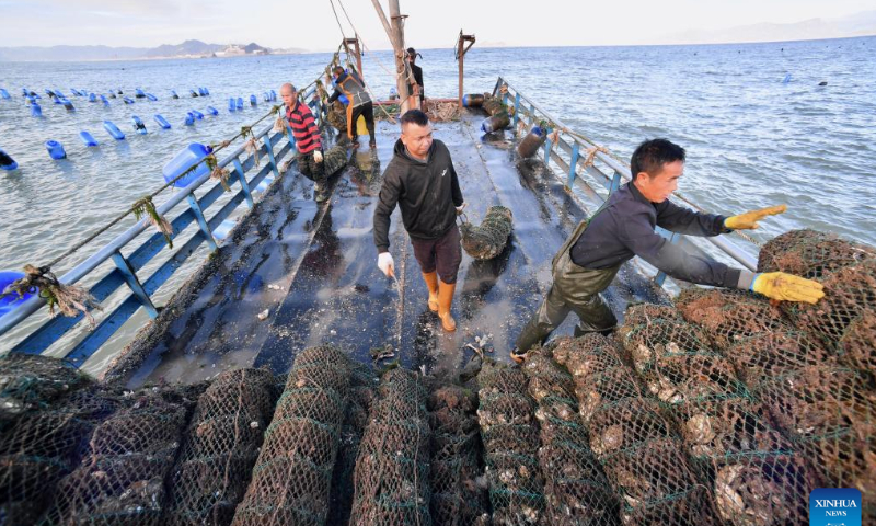 Fishermen harvest oysters in the sea of Sansha Township in Xiapu County, southeast China's Fujian Province, Oct. 22, 2022. Photo: Xinhua