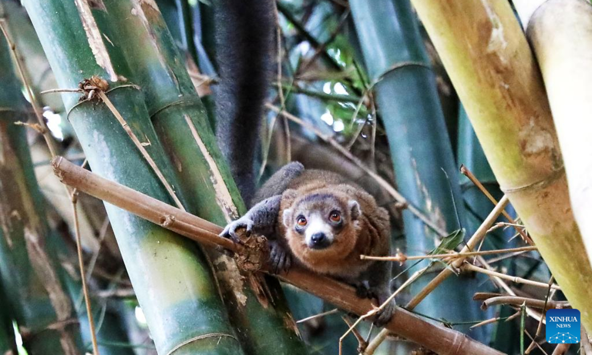 A lemur is seen near Antananarivo, Madagascar, Oct 21, 2022. Many species of lemurs are listed on the International Union for Conservation of Nature (IUCN) Red List of Threatened Species and are in danger of extinction due to habitat destruction and illegal hunting in recent years. Photo:Xinhua