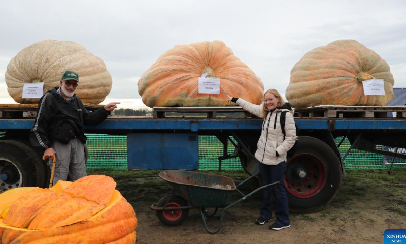 People pose for photos with pumpkins in the village of Lichtaart of Kasterlee, Belgium, Oct. 23, 2022. The 13th edition of pumpkin regatta is a kayaking competition in Belgium, attracting participants to sit and compete in large hollow-out pumpkins. According to local organizers, the weight of each pumpkin that was made into a boat could reach hundreds of kilograms. Photo: Xinhua