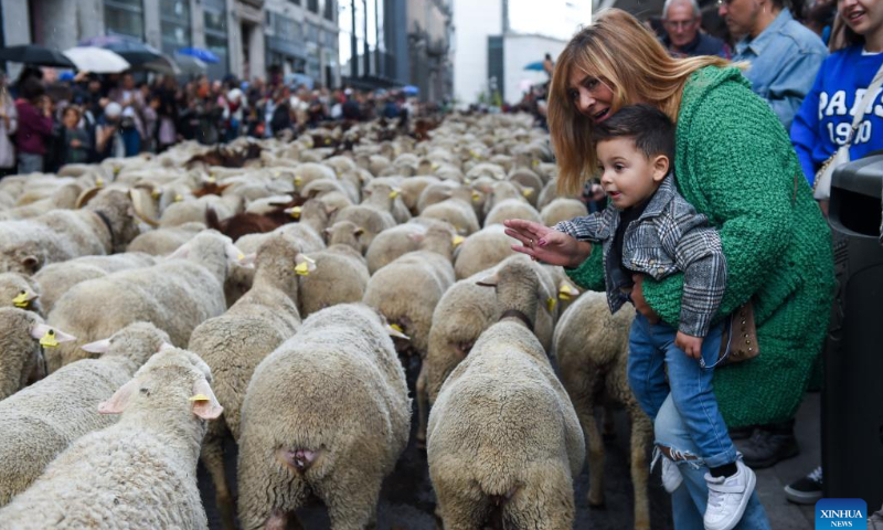 People watch sheep and goats walking through a street during the Transhumance Festival in Madrid, Spain, Oct. 23, 2022. The festival originated from the transhumance practice, in which shepherds in winter drove their cattle and sheep from the mountains to the warm meadows to ensure feeding of their animals. Photo: Xinhua