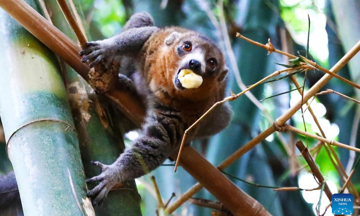 A lemur is seen near Antananarivo, Madagascar, Oct 21, 2022. Many species of lemurs are listed on the International Union for Conservation of Nature (IUCN) Red List of Threatened Species and are in danger of extinction due to habitat destruction and illegal hunting in recent years. Photo:Xinhua