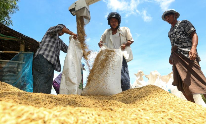 Farmers work in a paddy field on the outskirts of Yangon, Myanmar, Oct. 29, 2022. Photo：Xinhua