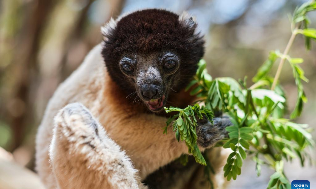 A lemur is seen near Antananarivo, Madagascar, Oct 21, 2022. Many species of lemurs are listed on the International Union for Conservation of Nature (IUCN) Red List of Threatened Species and are in danger of extinction due to habitat destruction and illegal hunting in recent years. Photo:Xinhua