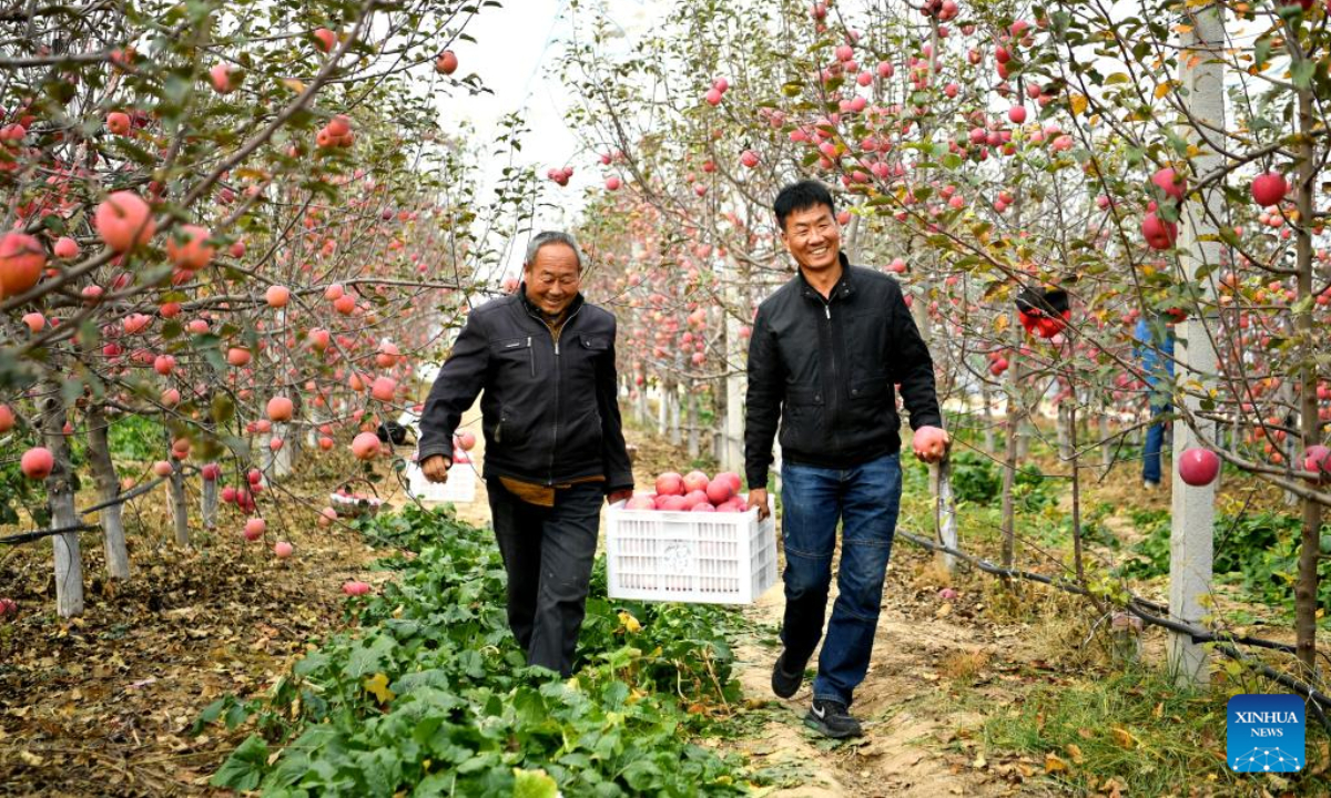 Fruit farmers carry apples in an orchard in Nangou Village of Yan'an, northwest China's Shaanxi Province, Oct 27, 2022. Photo:Xinhua