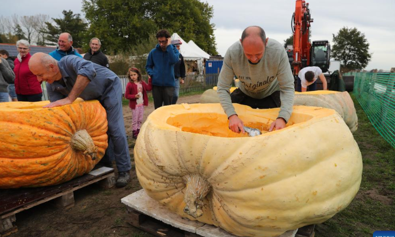 Staff members hollow out pumpkins for the pumpkin regatta in the village of Lichtaart of Kasterlee, Belgium, Oct. 23, 2022. The 13th edition of pumpkin regatta is a kayaking competition in Belgium, attracting participants to sit and compete in large hollow-out pumpkins. According to local organizers, the weight of each pumpkin that was made into a boat could reach hundreds of kilograms. Photo: Xinhua