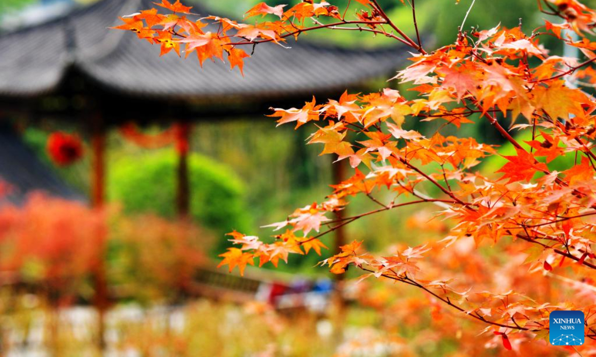 This photo taken on Oct 15, 2022 shows the autumn scenery at a park in Enshi, central China's Hubei Province. Photo:Xinhua