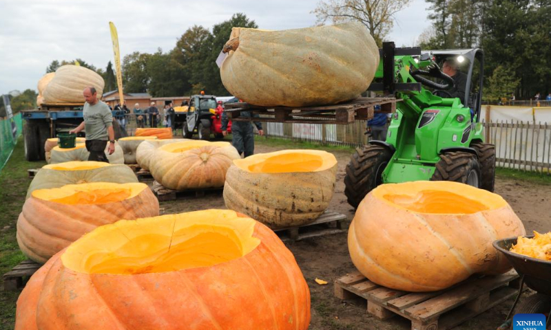 A staff member transports pumpkin boats in the village of Lichtaart of Kasterlee, Belgium, Oct. 23, 2022. The 13th edition of pumpkin regatta is a kayaking competition in Belgium, attracting participants to sit and compete in large hollow-out pumpkins. According to local organizers, the weight of each pumpkin that was made into a boat could reach hundreds of kilograms. Photo: Xinhua