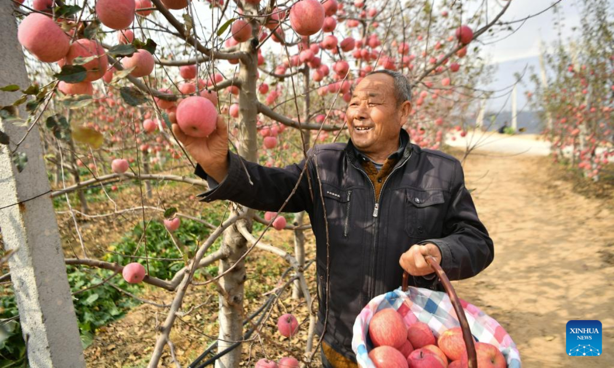 A fruit farmer picks apples in an orchard in Nangou Village of Yan'an, northwest China's Shaanxi Province, Oct 27, 2022. Photo:Xinhua