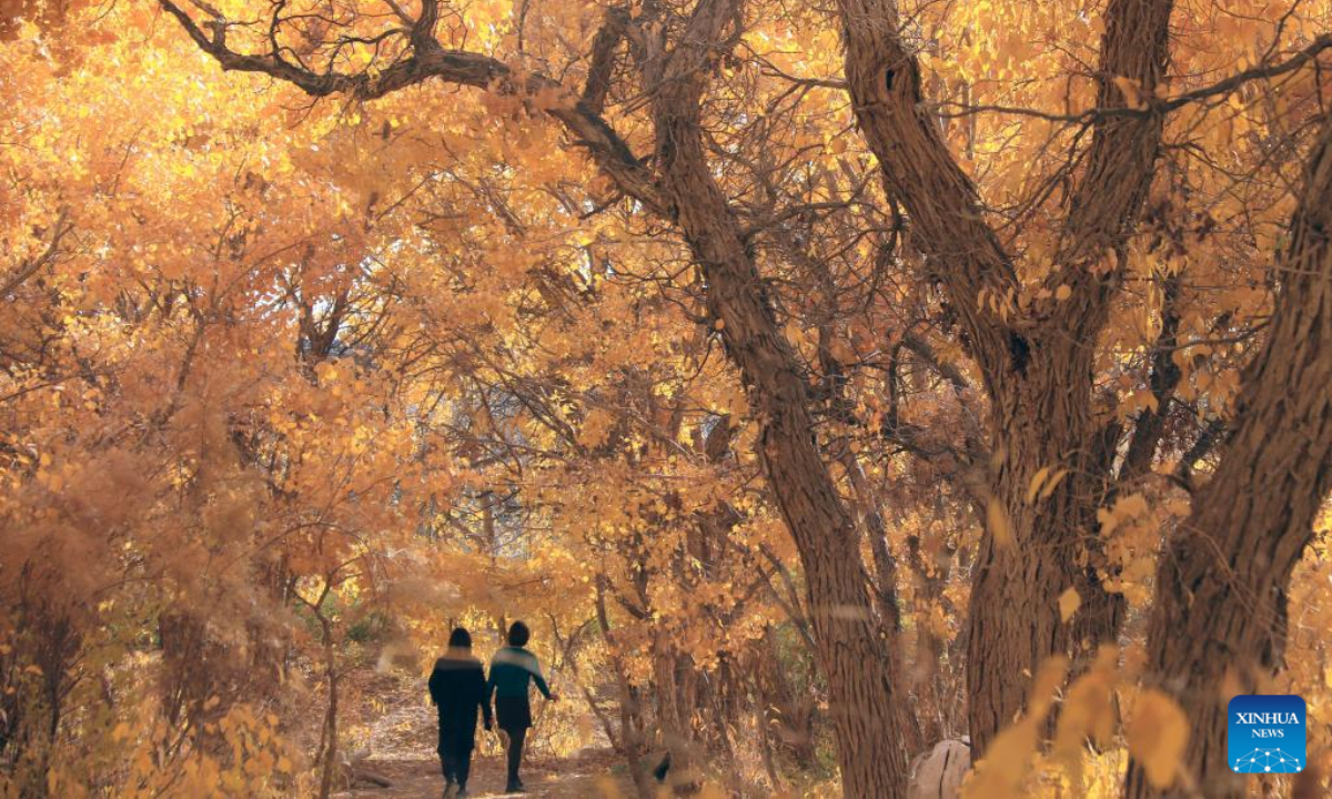 People enjoy the autumn scenery in a forest in Mogao Town of Dunhuang City, northwest China's Gansu Province, Oct 25, 2022. Photo:Xinhua