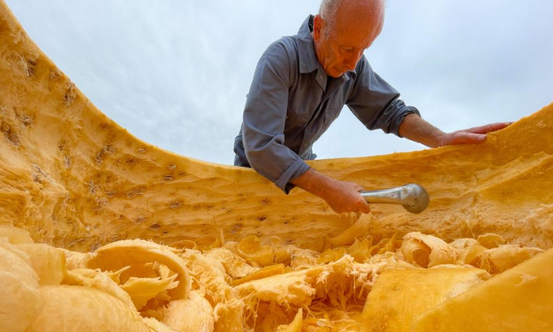 A staff member hollows out a pumpkin for the pumpkin regatta in the village of Lichtaart of Kasterlee, Belgium, Oct. 23, 2022. The 13th edition of pumpkin regatta is a kayaking competition in Belgium, attracting participants to sit and compete in large hollow-out pumpkins. According to local organizers, the weight of each pumpkin that was made into a boat could reach hundreds of kilograms. Photo: Xinhua