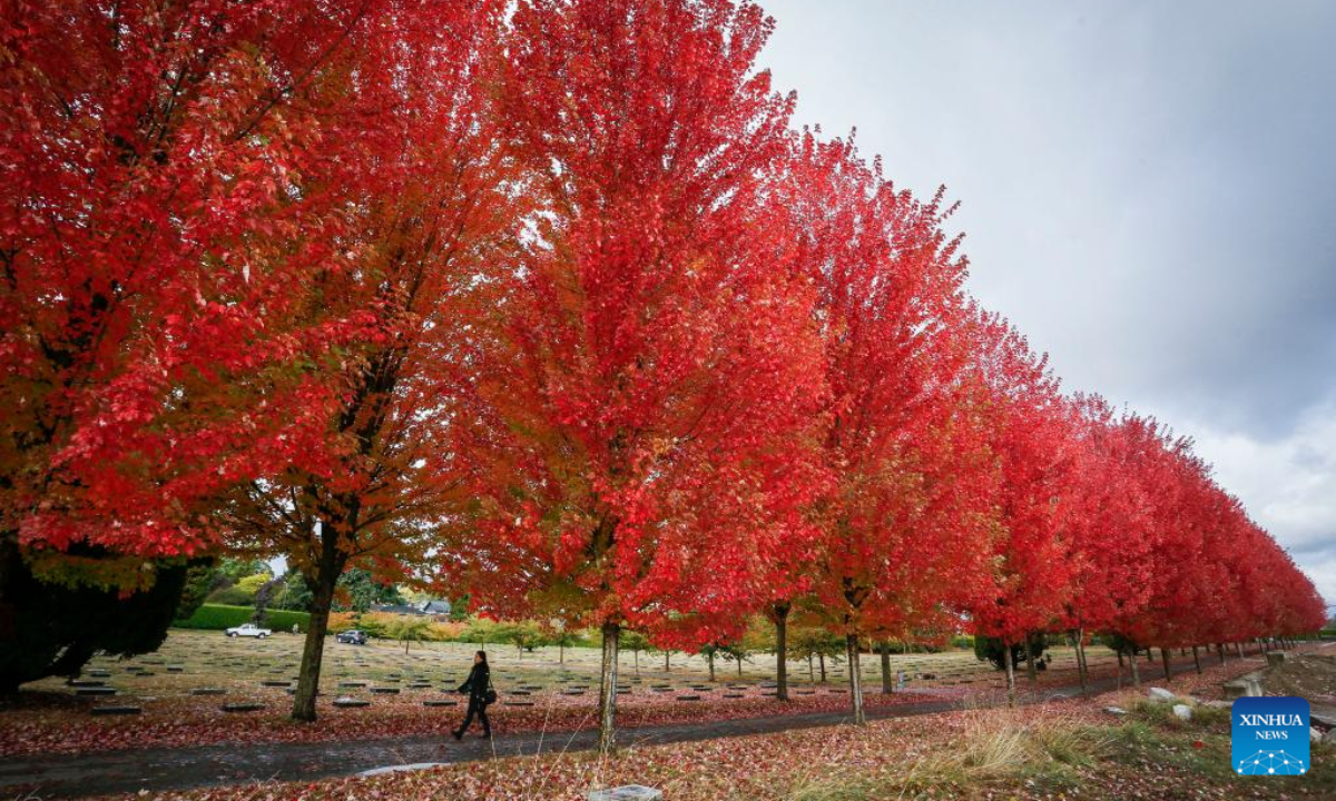 A woman walks under a canopy of fall foliage along a street in Vancouver, Canada, on Oct 26, 2022. Photo:Xinhua