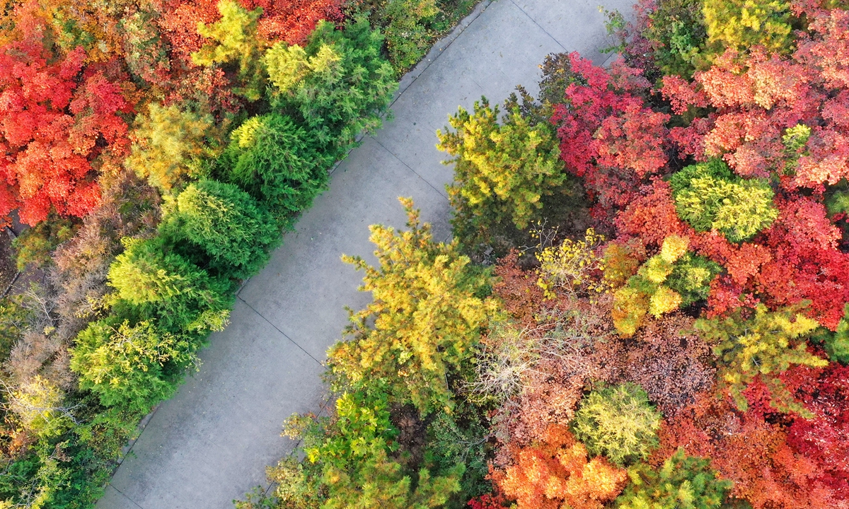 Photo taken on October 23, 2022 shows red leaves at Dongling Forest Park during Frost's Descent, the last solar term of autumn, 
in Xiangfen county, Linfen, North China's Shanxi Province. Photo: IC