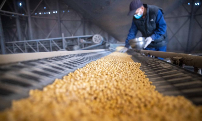 Autumn Grain Purchasing Underway In NE China's Heilongjiang - Global Times