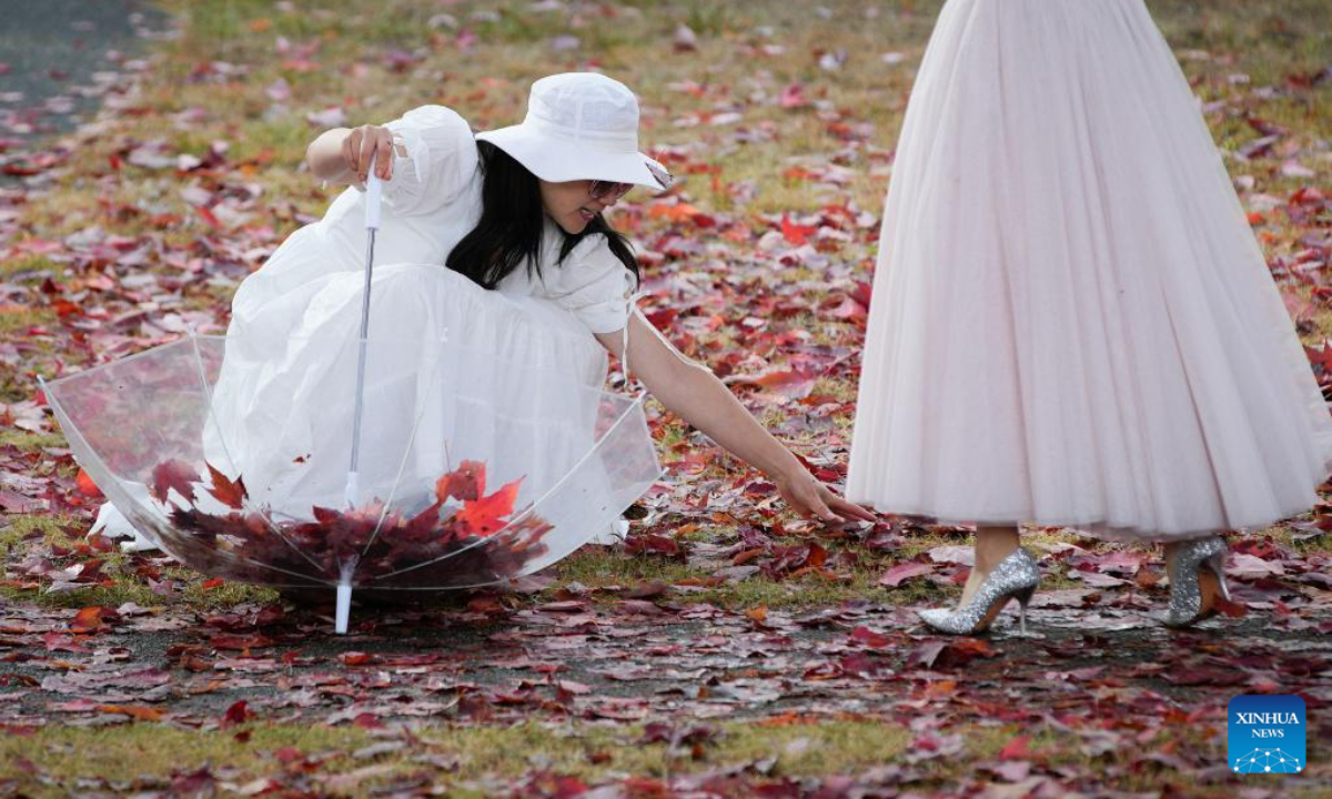 A woman collects red maple leaves from the ground in Vancouver, Canada, on Oct 26, 2022. Photo:Xinhua