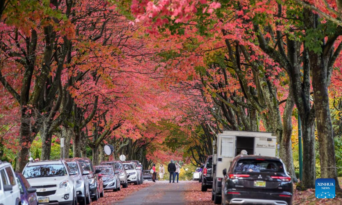 People walk under a canopy of fall foliage along a street in Vancouver, Canada, on Oct 26, 2022. Photo:Xinhua