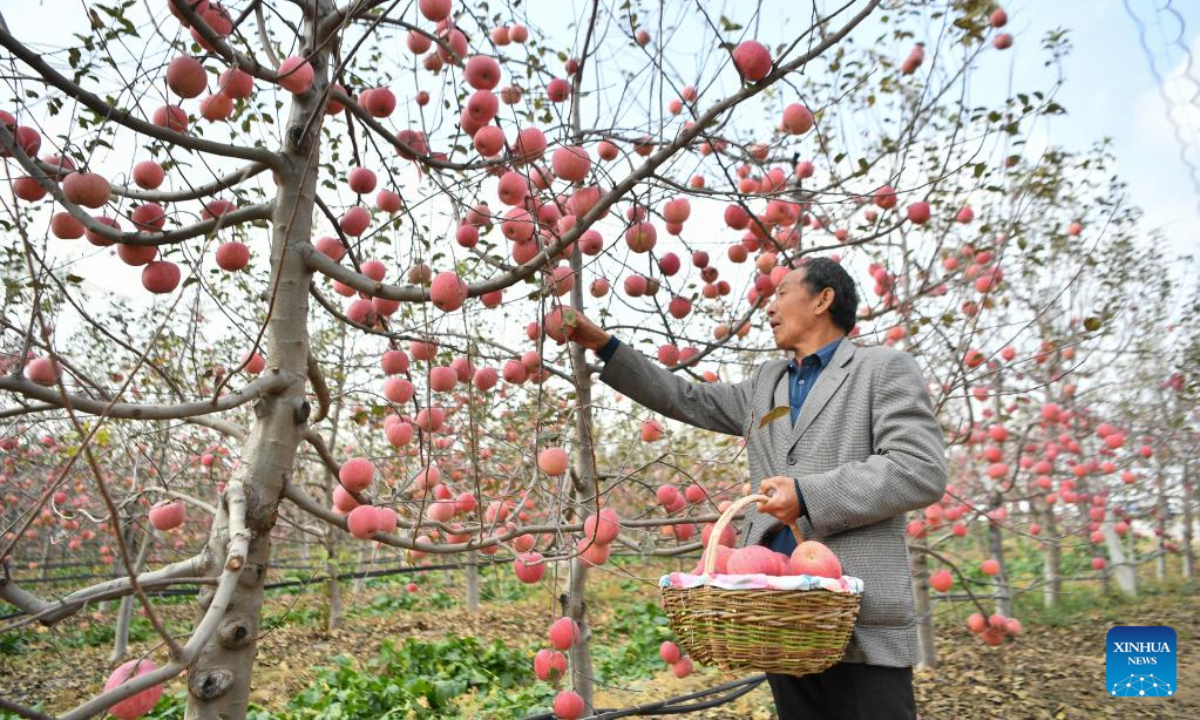 A fruit farmer picks apples in an orchard in Nangou Village of Yan'an, northwest China's Shaanxi Province, Oct 27, 2022. Photo:Xinhua