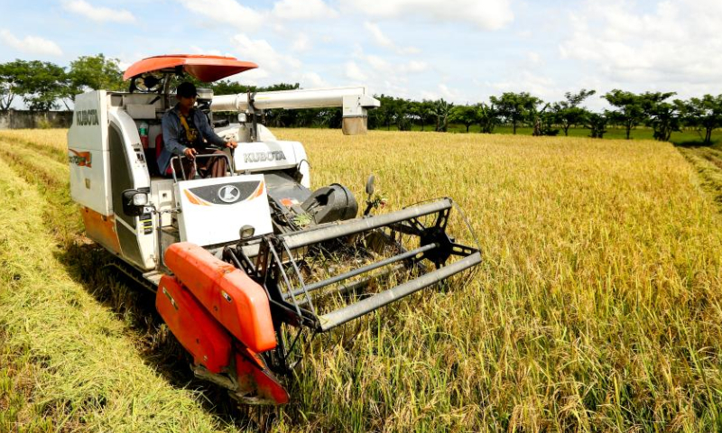 A combine harvester reaps rice in a field on the outskirts of Yangon, Myanmar, Oct. 29, 2022. Photo：Xinhua