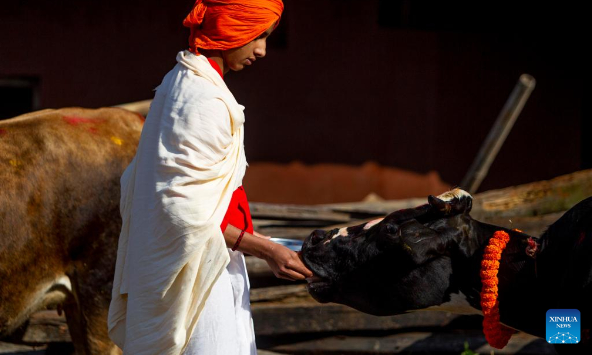 A cow is worshipped during Tihar, a Hindu festival also known as festival of lights, in Kathmandu, Nepal, Oct 25, 2022. Photo:Xinhua