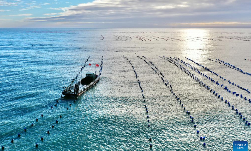 This aerial photo shows fishermen harvesting oysters in the sea of Sansha Township in Xiapu County, southeast China's Fujian Province, Oct. 22, 2022. Photo: Xinhua