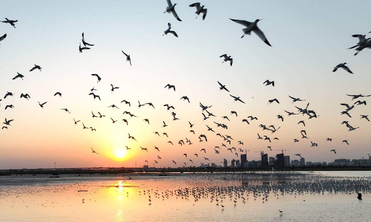 A large flock of pied avocets flies over a wetland in Lianyungang, East China's Jiangsu Province on October 23, 2022. The bird was once on the endangered species list, but its population has grown in recent years as China has stepped up ecological and environmental protection efforts. Photo: IC