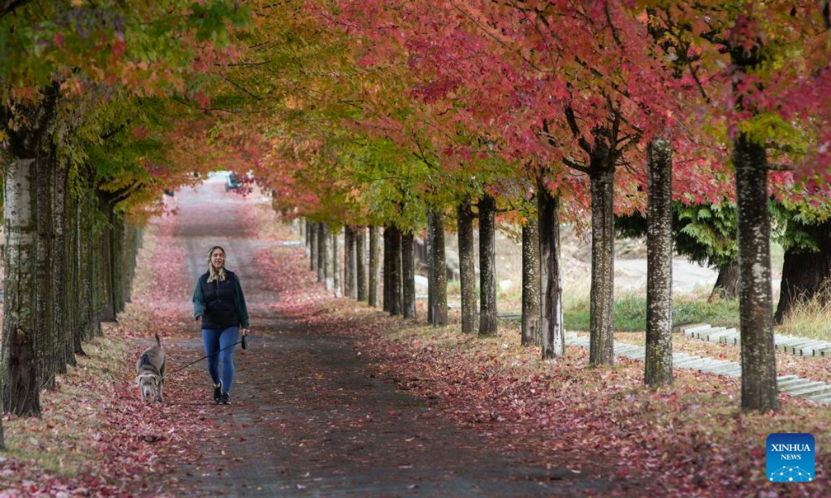 A woman walks a dog under a canopy of fall foliage along a street in Vancouver, Canada, on Oct 26, 2022. Photo:Xinhua